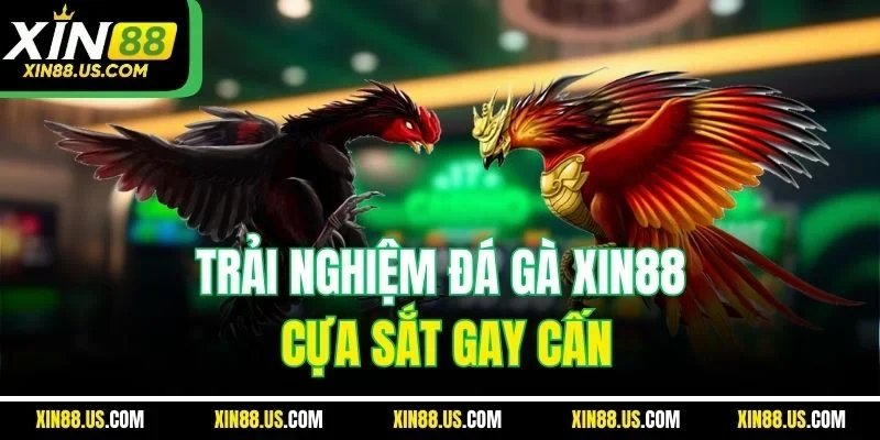 Trải nghiệm đá gà XIN88 cựa sắt gay cấn